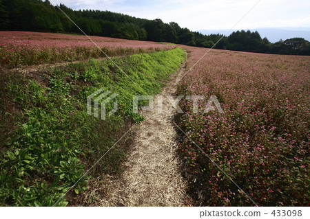 Red soba field 433098