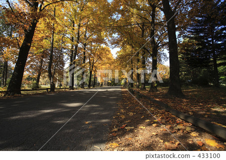 Turquoise tree Turquoise tree 433100