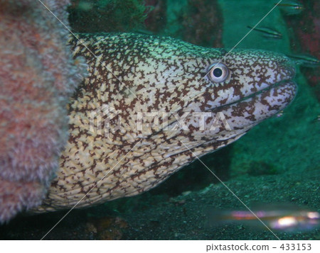 Cutlet 433153