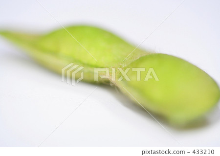 毛豆毛 433210