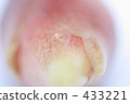 Ginger 433221