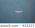 Moth 433223