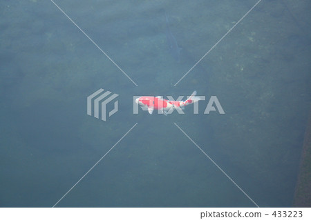 鯉魚 鯉魚 433223