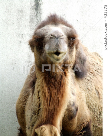 camel, land mammals, animal 433278