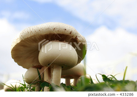 Blue sky and mushrooms Blue sky and mushrooms 433286