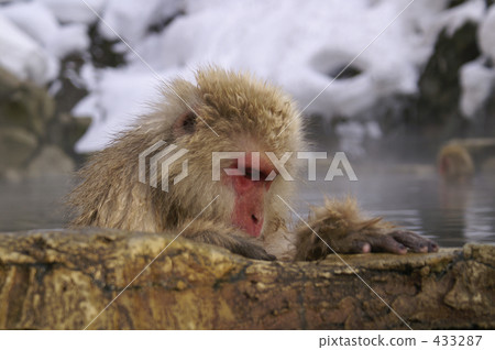 Monkey's profile to whistle while bathing Monkey's profile to whistle while bathing 433287