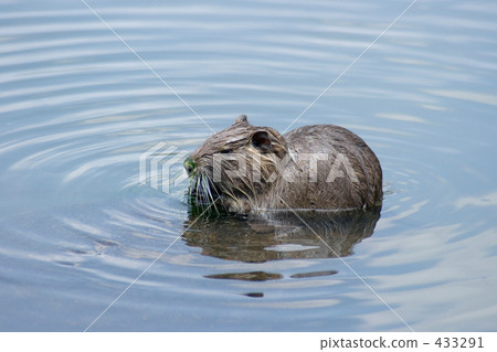 Nutria 433291