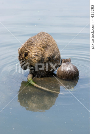Parent and child of nutria 433292