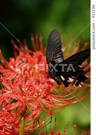 Higanki flower and butterfly Higanki flower and butterfly 433299