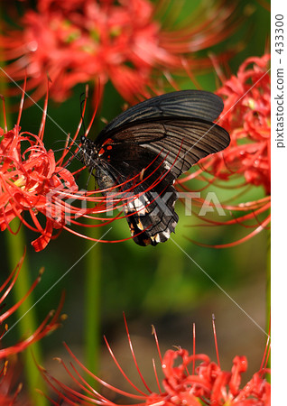 Higanki flower and butterfly Higanki flower and butterfly 433300