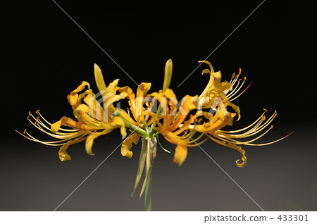 Amatohana (yellow) Amatohana (yellow) 433301