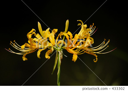 Amatohana (yellow) Amatohana (yellow) 433302