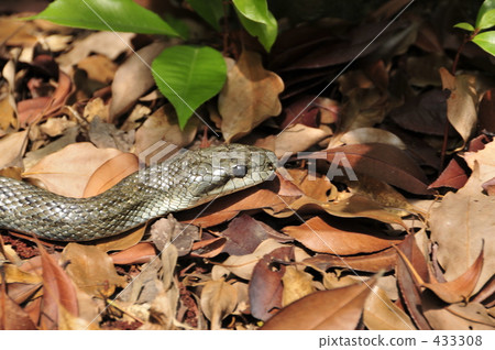 Shimate snake 433308