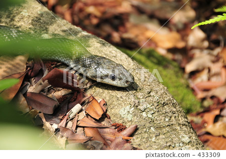 Shimate snake 433309