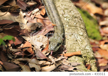 Shimate snake 433311