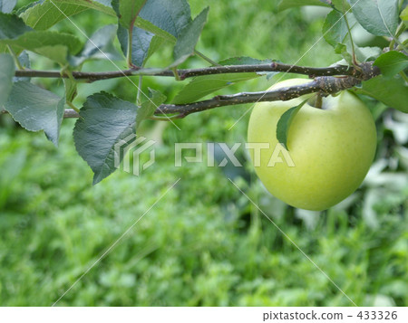 沒有經驗的藍蘋果 沒有經驗的藍蘋果 433326