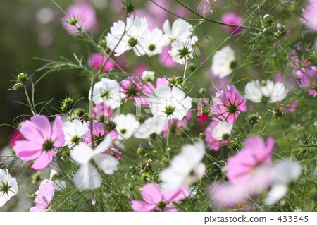 Floral pattern 433345