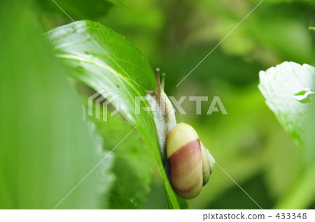 Snail 433348