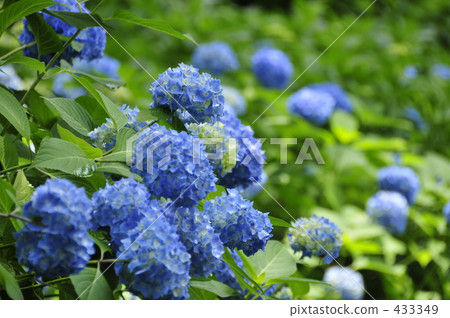 hydrangea   433349