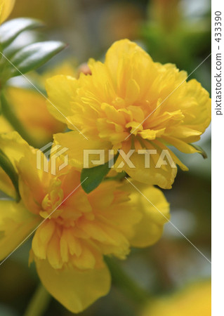 Yellow porchura Yellow porchura 433390