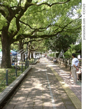 樹行 樹行 433420