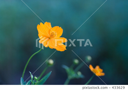 黃色花波斯菊 黃色花波斯菊 433629