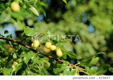 甲蟲的果實 433647