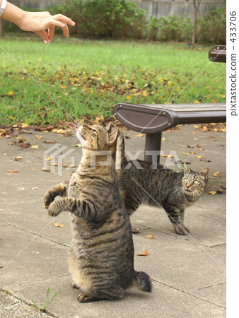 視線 視線 433706