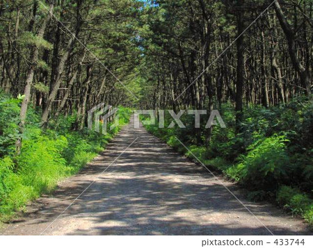 Summer road 433744