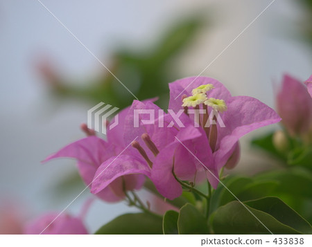 Pretty pink Pretty pink 433838