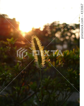 接收日落...... 433867