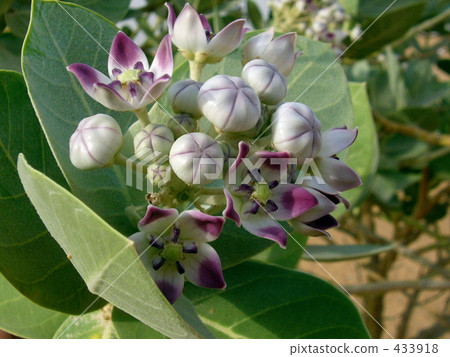 Flowers blooming in the desert 433918