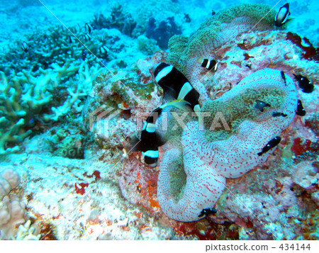 海葵 海葵 434144