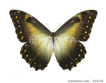 Morpho butterfly Morpho butterfly 434356