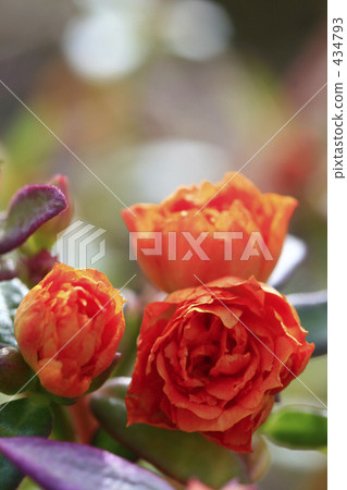 Orange of the porchura Yae 434793