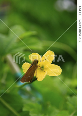 黃瓜花和蝴蝶 434941