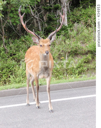 Ezo鹿 434953