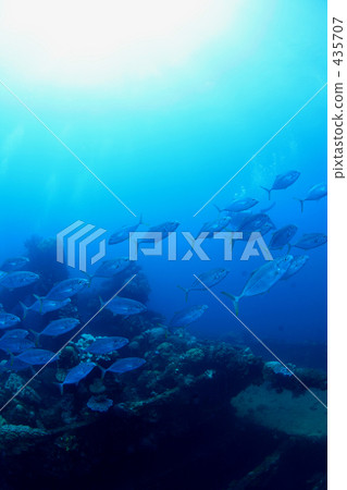 Sanken and gingamameji 435707