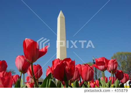 Tulip and Washington Monument 435879