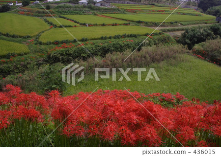 Rice terrace fall 436015