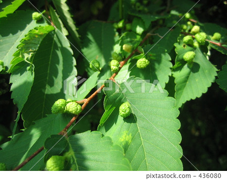 Zelkova's insect 436080