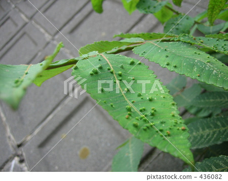 Nurde的膽子 436082