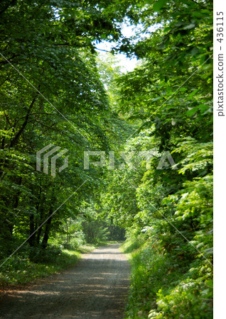 mountain trail, straight path, thicket 436115