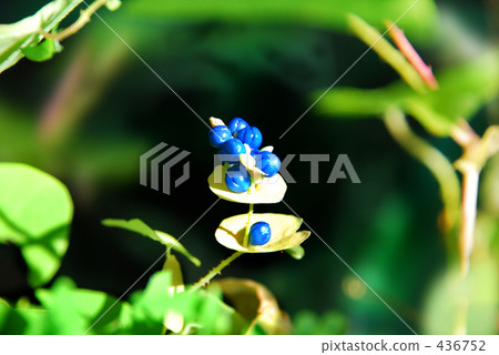 Like a jewel 2 Like a jewel 2 436752