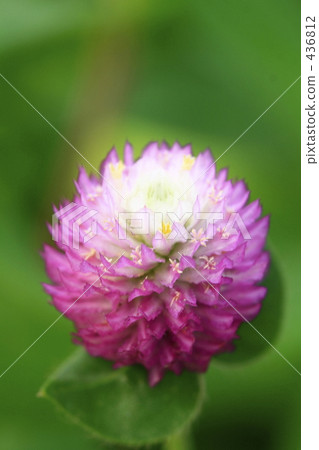 在sennichiko裡面的小花形式 436812