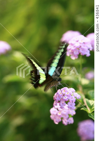 Lantana and blue feathers spreading feathers 436841