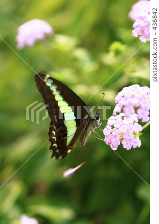 Blue muscular lift for Lantana Blue muscular lift for Lantana 436842