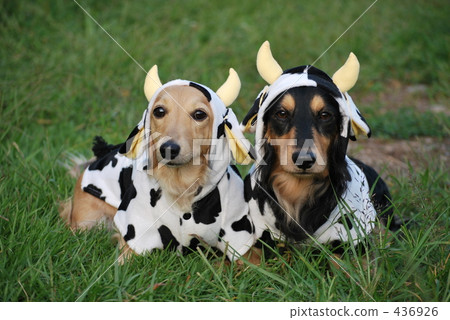 Cattle dachshund 436926