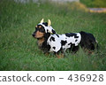 Cattle dachshund 436928