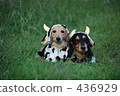 Cattle dachshund 436929